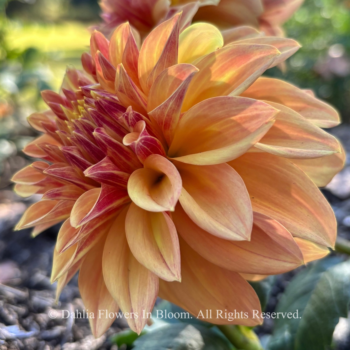 miss amara dahlia