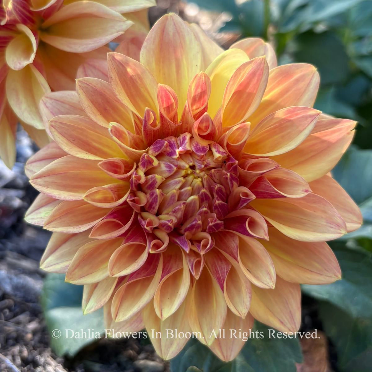 miss amara dahlia