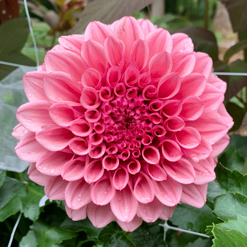 Orange Globe - Dahlia Flowers In Bloom