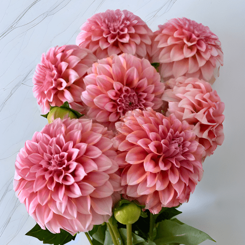 Peaches N' Cream - Dahlia Flowers In Bloom