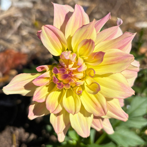 Pjotr V Dahlia Tuber