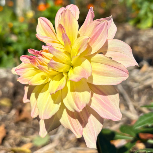 Pjotr V Dahlia Tuber
