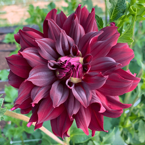 Rip City - Dahlia Flowers In Bloom