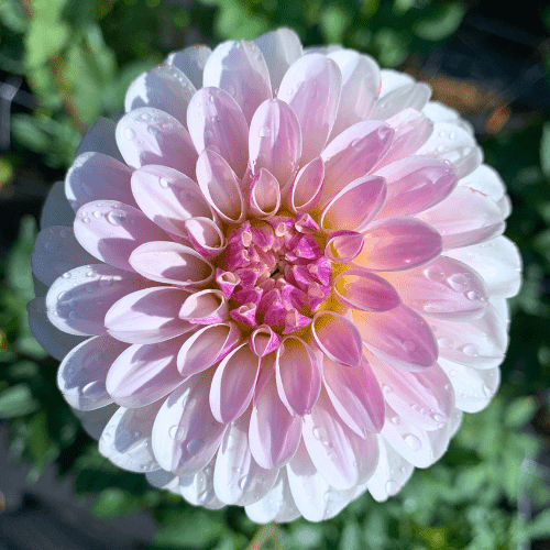 Salish Twilight Girl - Dahlia Flowers In Bloom
